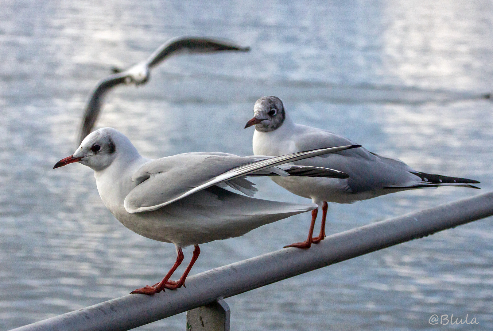 Möwentreiben am Hafen von Rapperswil