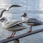 Möwentreiben am Hafen von Rapperswil