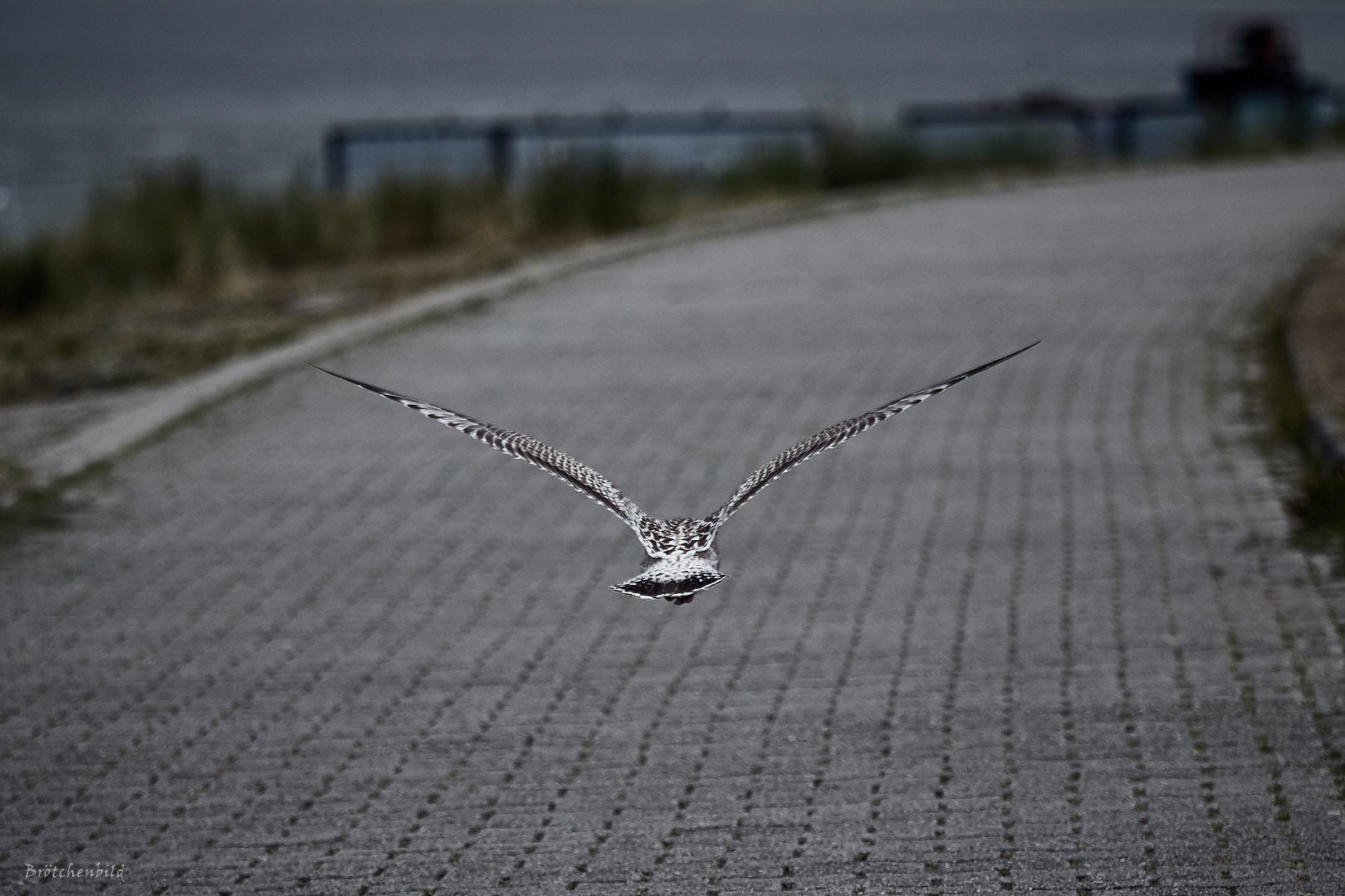 Möwenverkehr