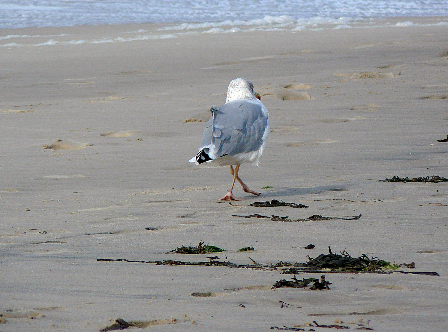 Möwenwalk am Sylter Strand