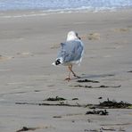 Möwenwalk am Sylter Strand