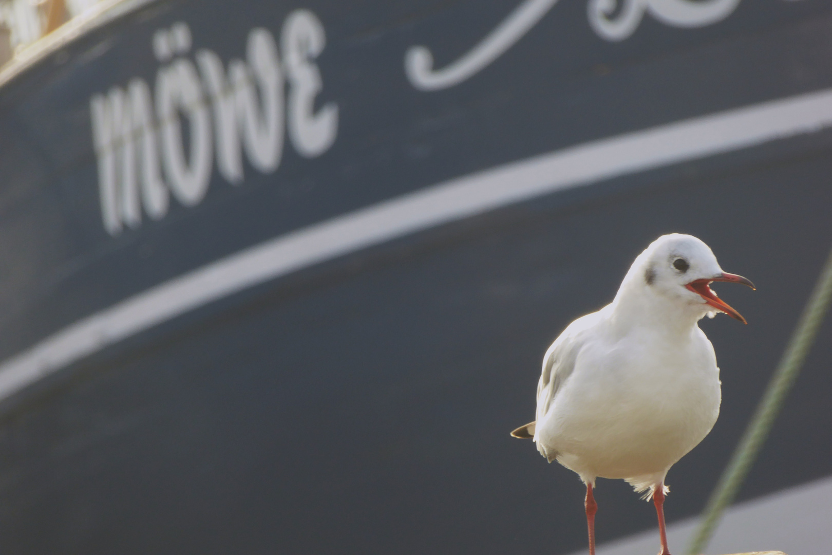 Möwe...sorry ich hab dreckige Füße... ;-)