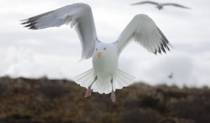 MöweTexel