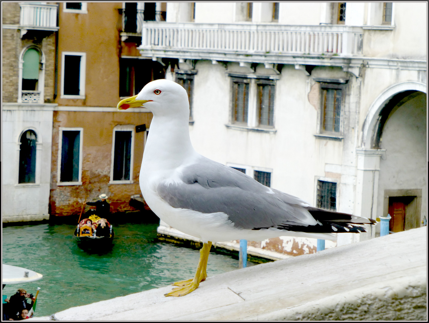 Möwe/Venedig