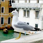 Möwe/Venedig