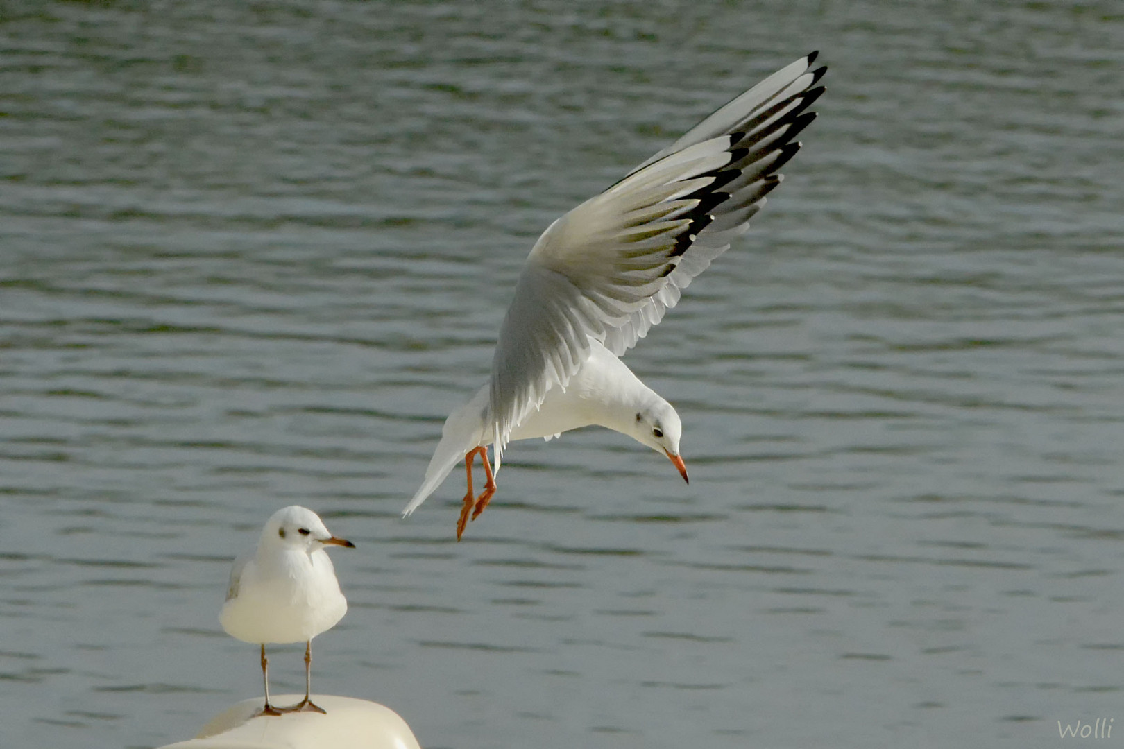 Möwe_Vörder-See_Landeanflug 