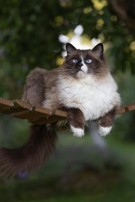 Mogli auf seinem Lieblingsplatz.