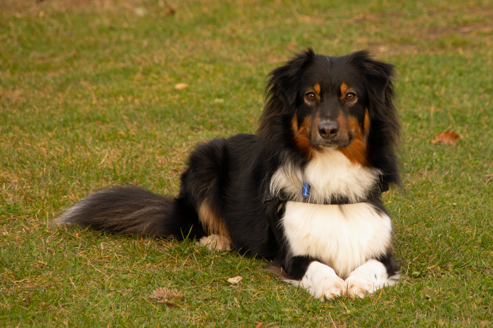 M*O*G*L*I ein Leben ohne Hund wäre prinzipiell möglich aber..