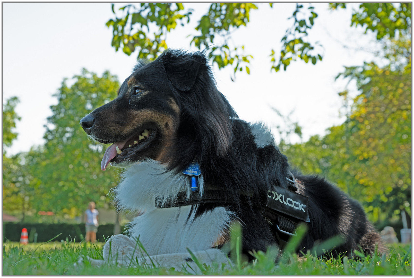 Mogli - Hundstage auf dem Hundeplatz