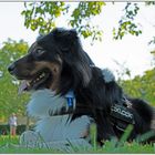 Mogli - Hundstage auf dem Hundeplatz