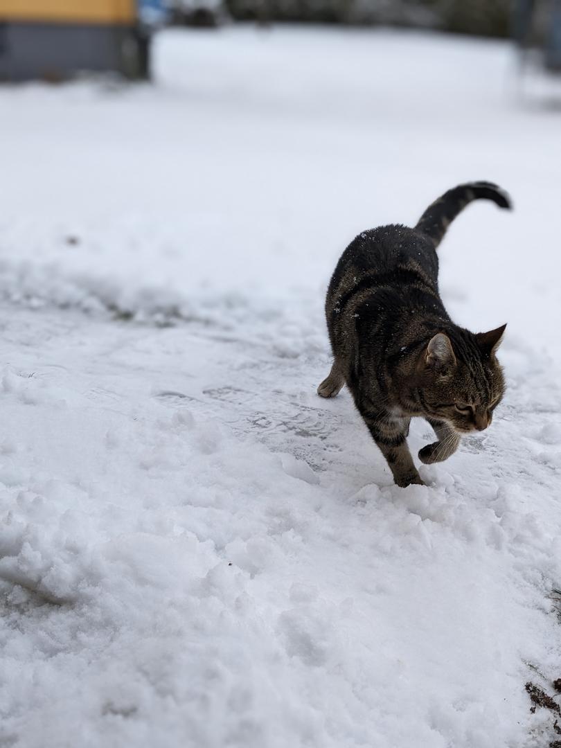 Mogli im Schnee