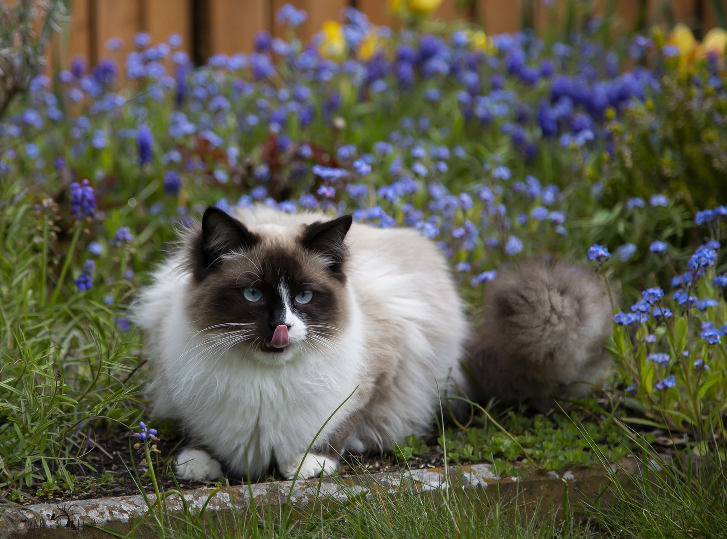 Mogli mitten in den Blumen