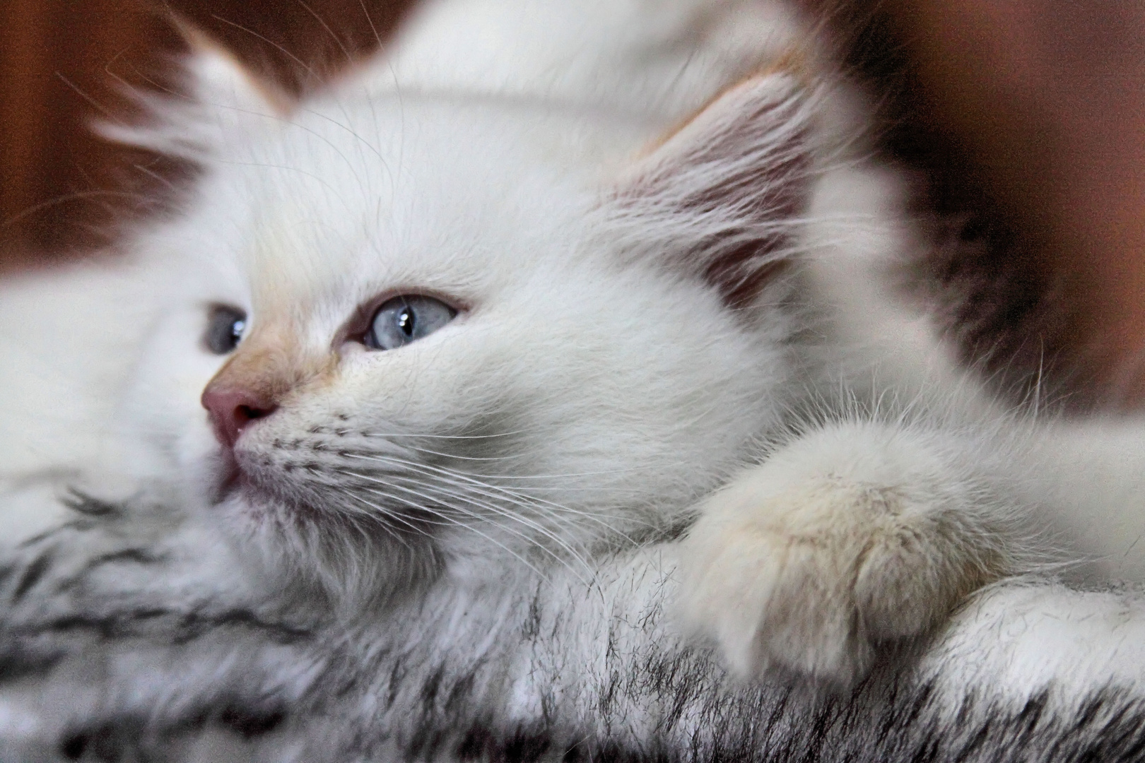 Mogly II (acht Wochen alt) Foto & Bild tiere, tierkinder, katzen Bilder auf