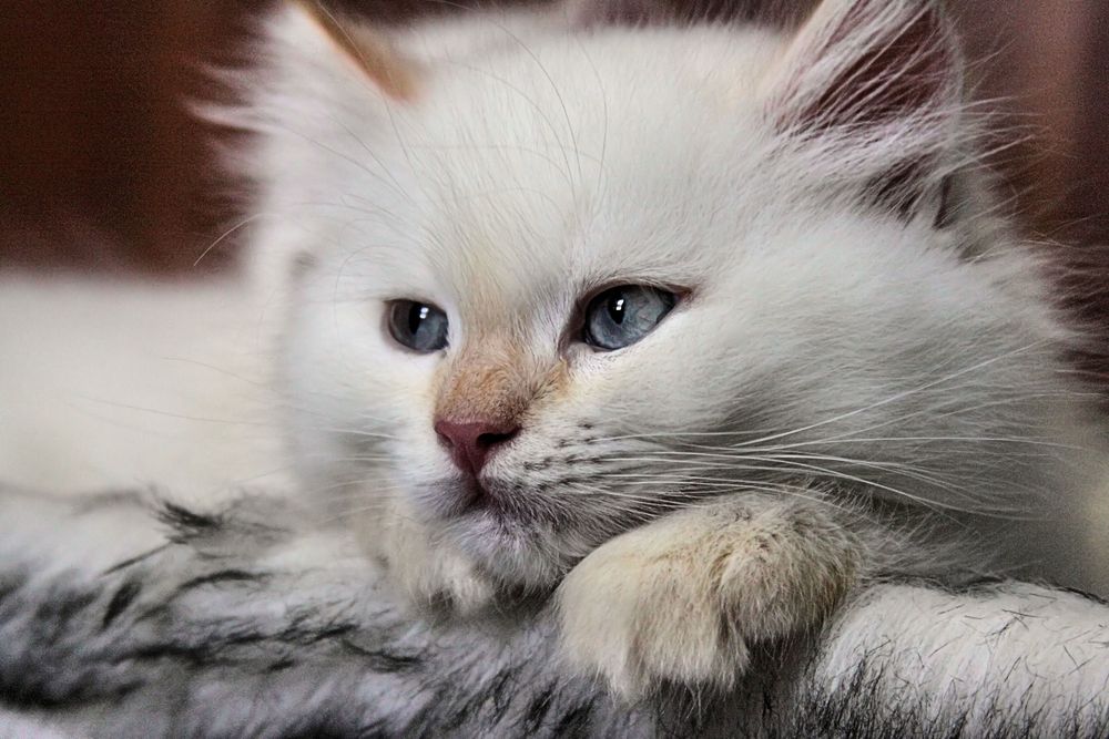 Mogly III (Jungkatze 8 Wochen alt) Foto & Bild tiere, tierkinder, katzen Bilder auf