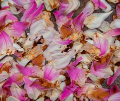 MognolienRatatui-2025-04-13_12.58.26´-P4130010 Kopie