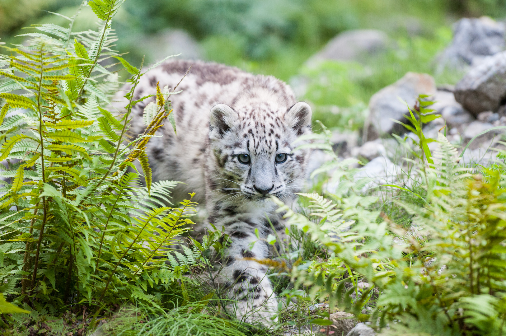 Mohan, auf leisen Pfoten