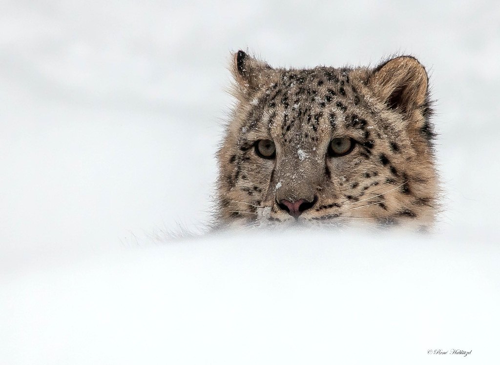 Mohan im Schnee