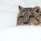 Mohan im Schnee