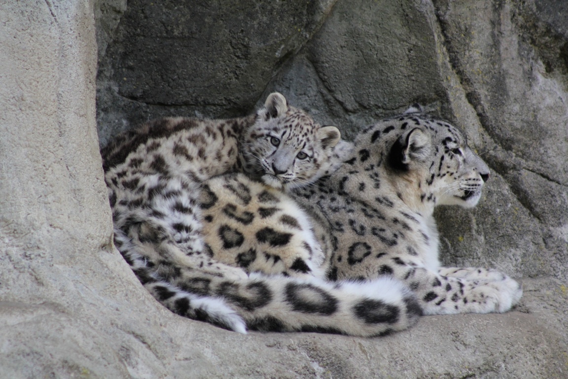 Mohan kuschelt auf Mama