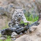 Mohan, Lange Nacht im Züri Zoo