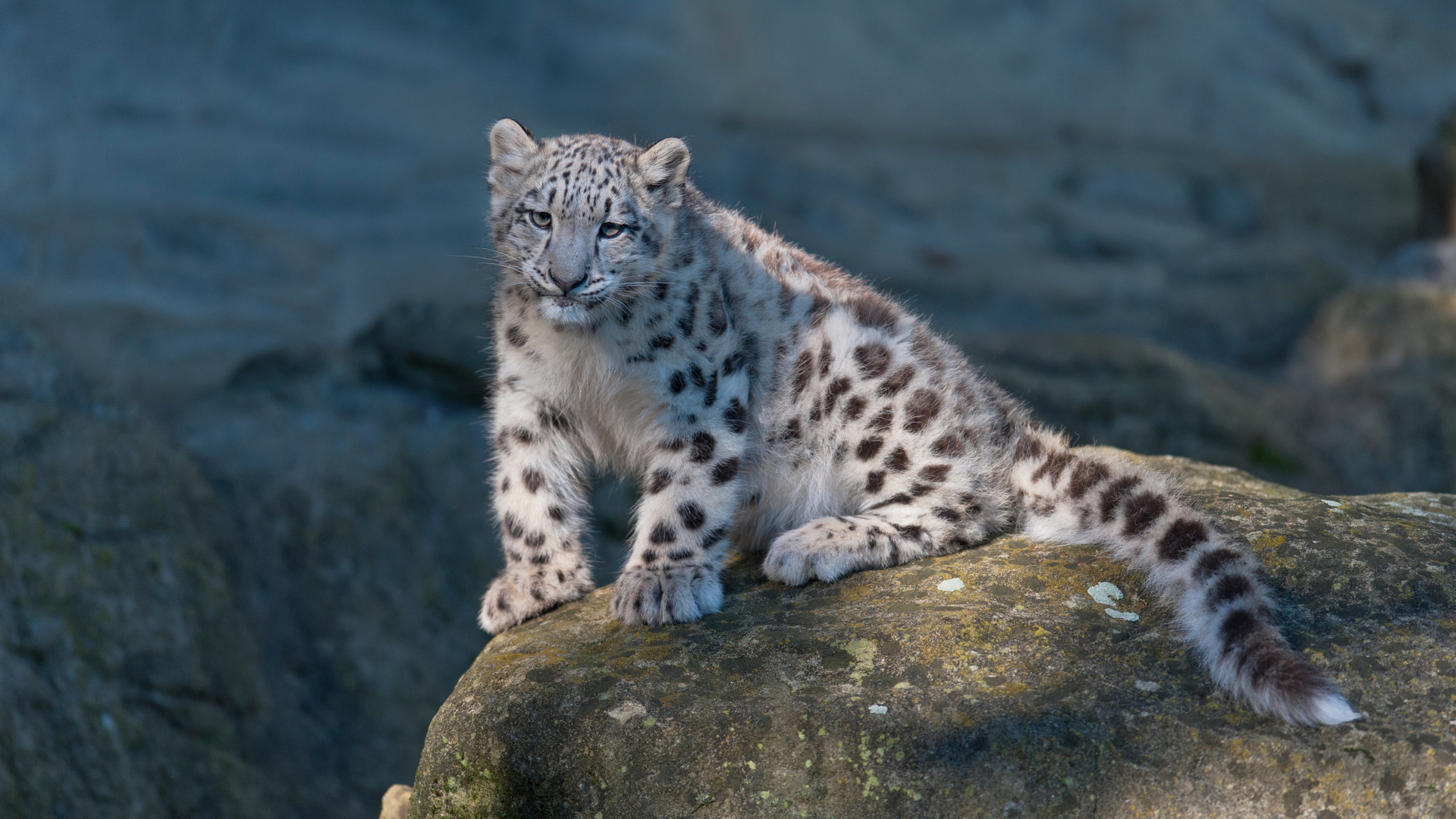 Mohan Posing