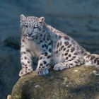 Mohan Posing