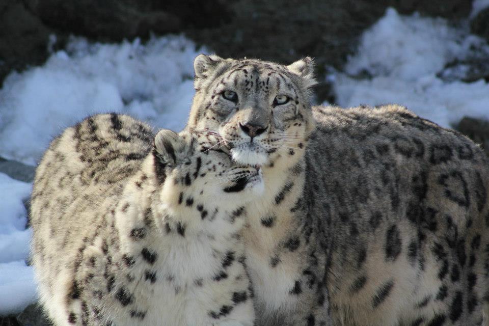 Mohan und sein Papa