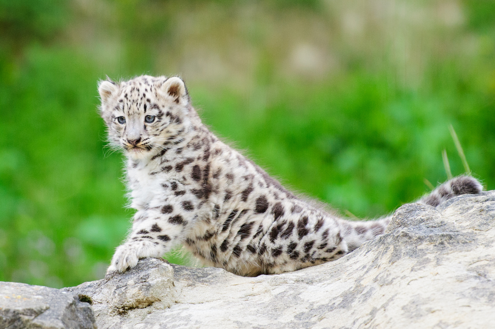 Mohan, Züri Zoo