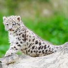 Mohan, Züri Zoo