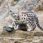 Mohan, Züri Zoo