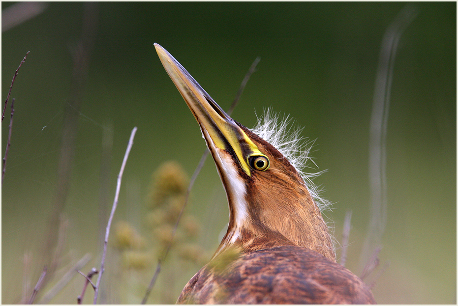 Mohawk Heron