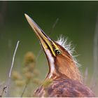 Mohawk Heron