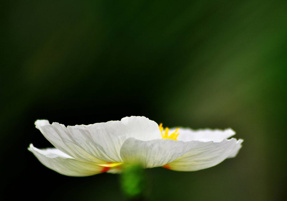 Mohblüte wie ein Präsntierteller