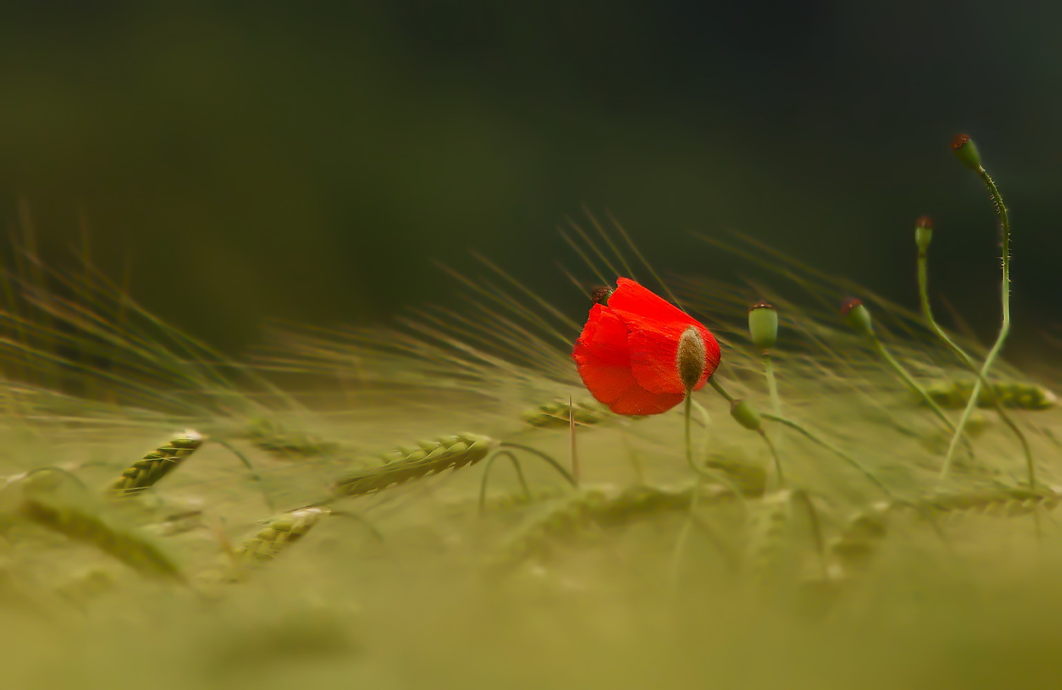 Mohn 001