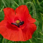 Mohn 001