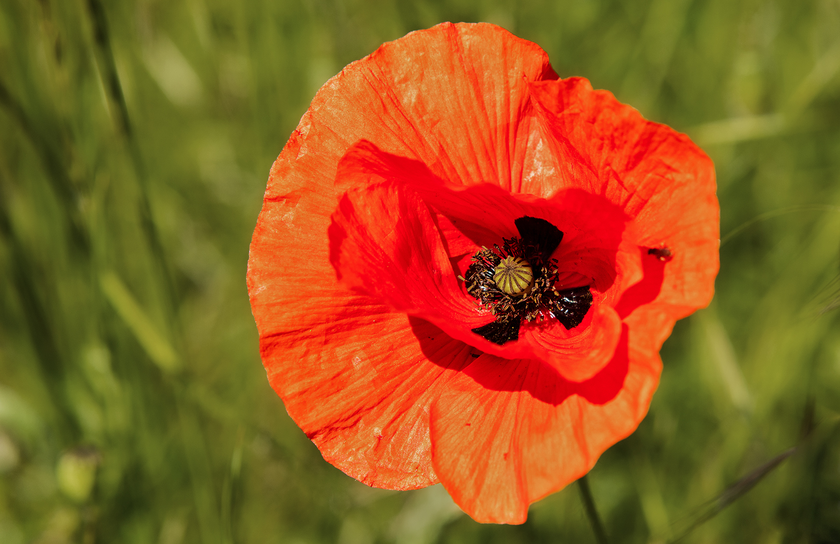 Mohn 001