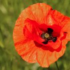 Mohn 001