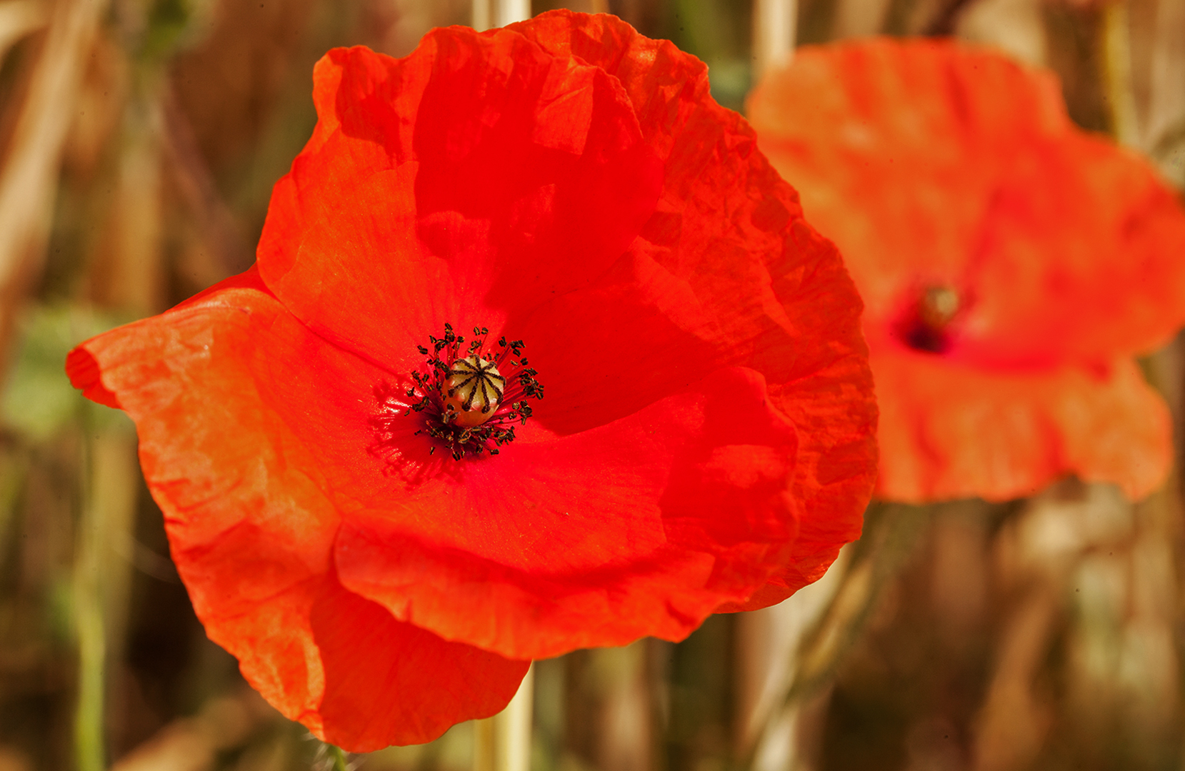 Mohn 001 