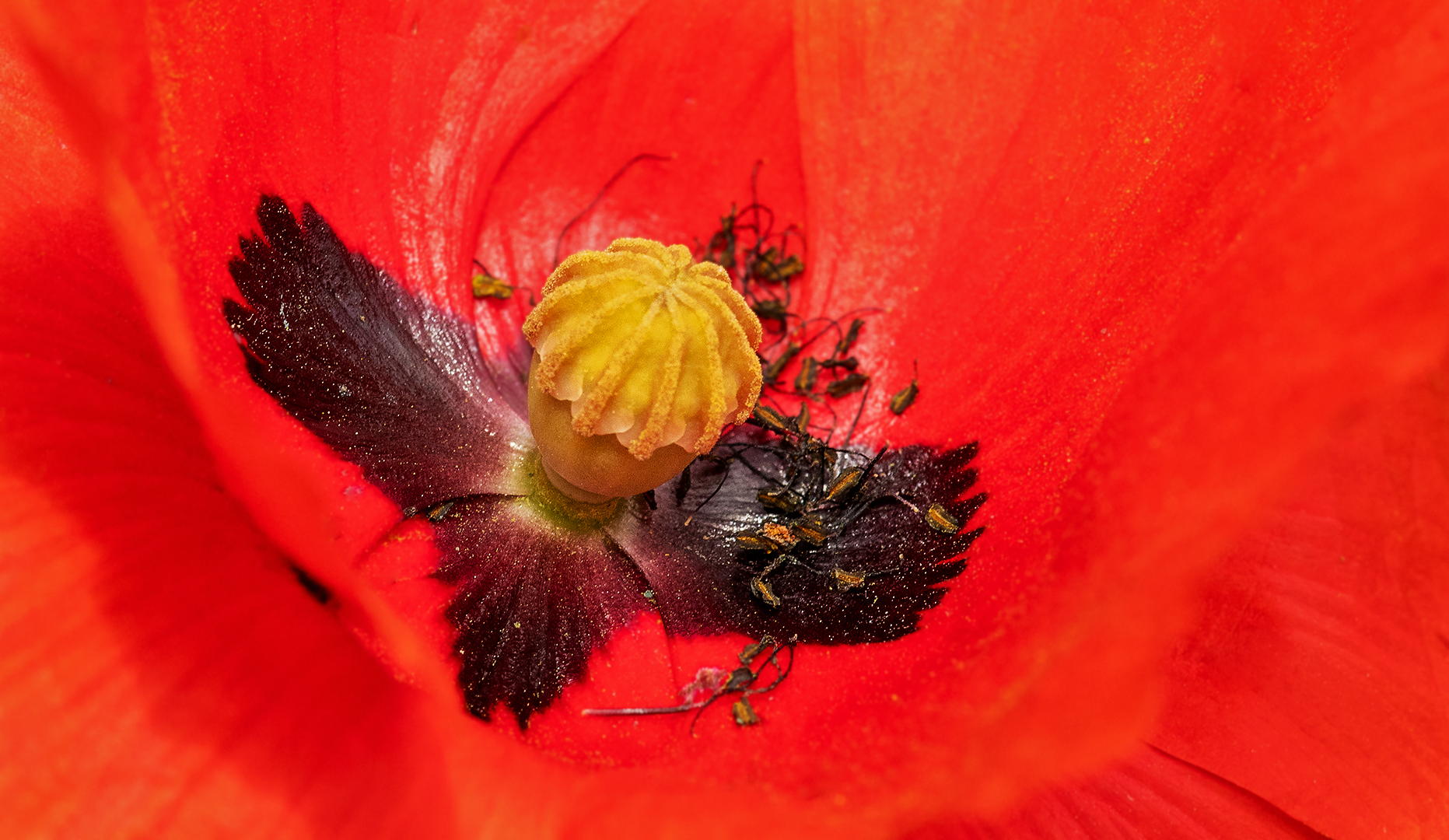 Mohn 001