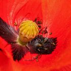 Mohn 001