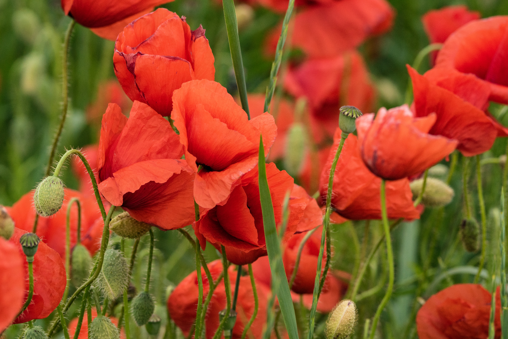 Mohn Foto & Bild | pflanzen, pilze & flechten, blüten- & kleinpflanzen, mohn Bilder auf ...