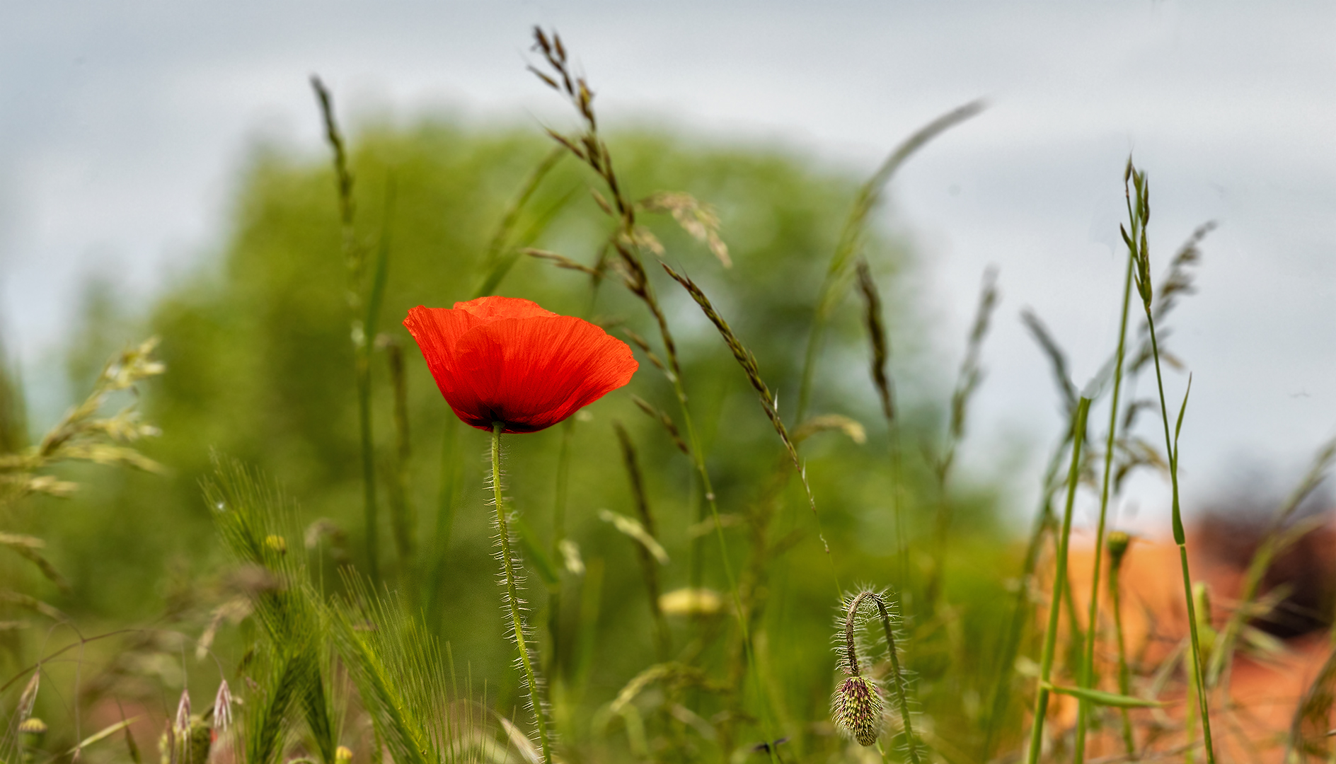 Mohn 002