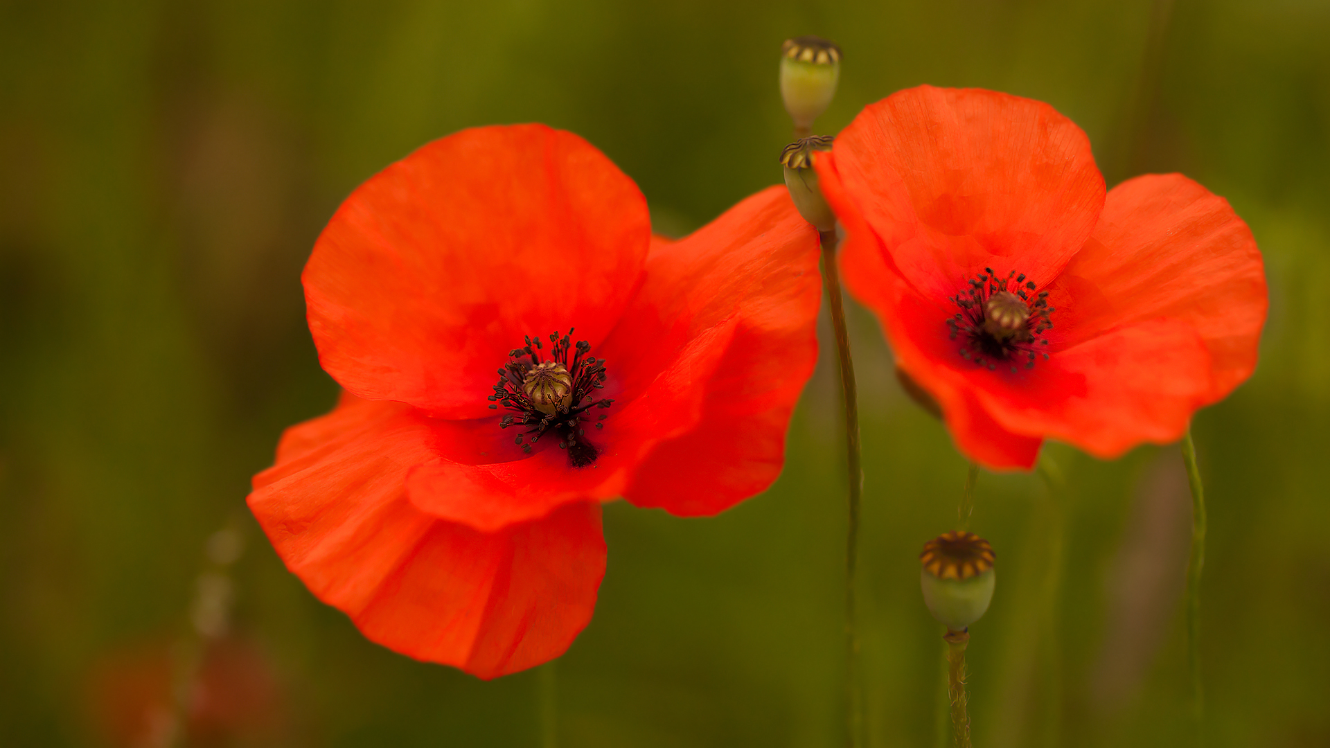 Mohn 002a