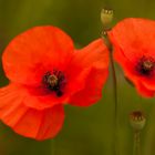 Mohn 002a