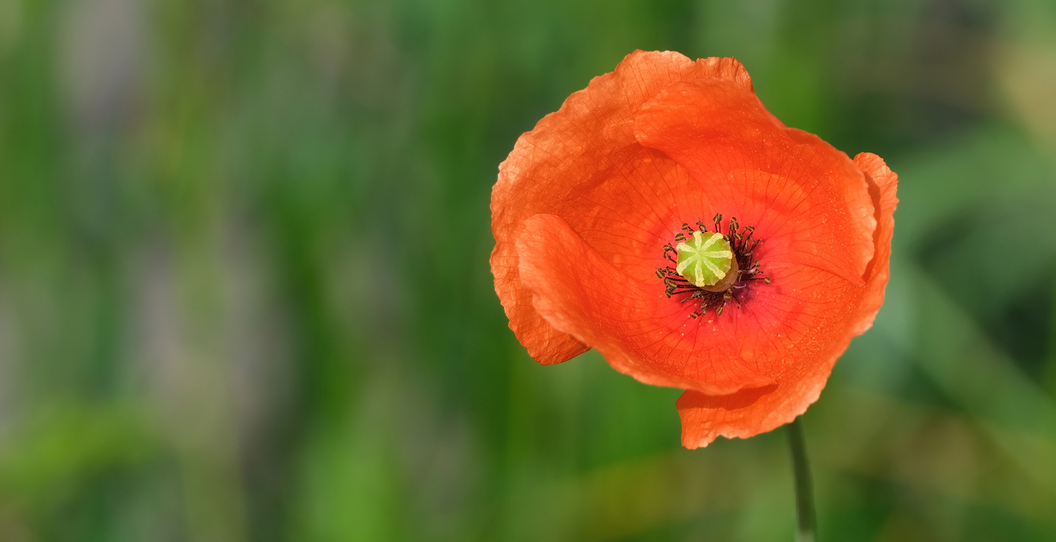 Mohn