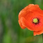 Mohn