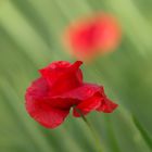 Mohn