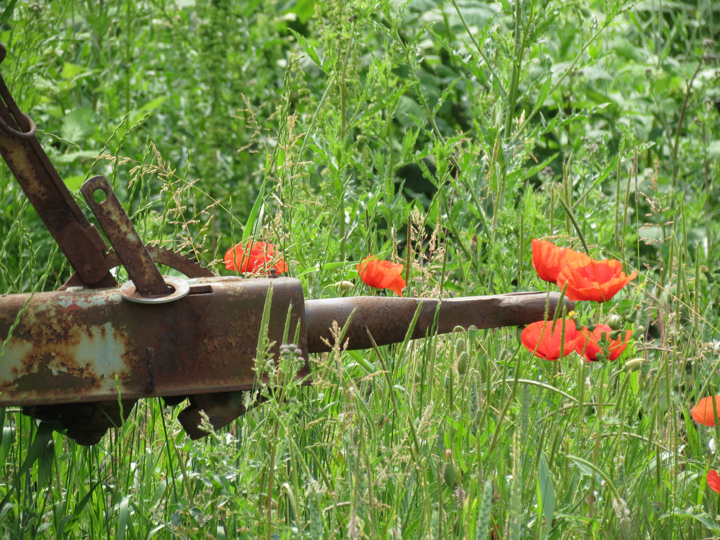 Mohn