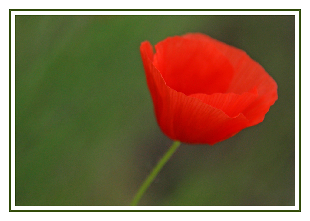 -Mohn-