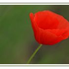 -Mohn-